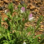 Ononis diffusa Habit