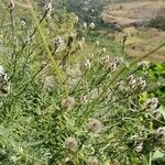 Centaurea deusta Çiçek