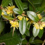 Berberis verruculosa Leaf