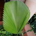 Pritchardia pacifica Leaf