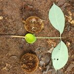 Irvingia excelsa Fruit
