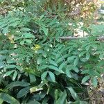 Calliandra haematocephala Leaf