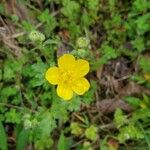 Ranunculus repensFlor