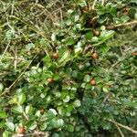 Cotoneaster horizontalisЛист