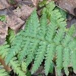 Dryopteris cristata Yaprak