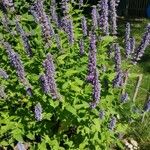 Agastache rugosa फूल