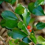 Emmenosperma pancherianum Fruit