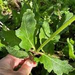 Salvia × sylvestris Ліст