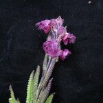 Pedicularis trichoglossa