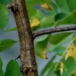 Caragana arborescens പുറംതൊലി