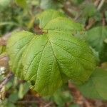 Rubus discolor برگ