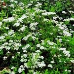 Spiraea × vanhouttei Tervik taim