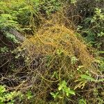 Cassytha filiformis Habit
