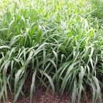 Panicum maximum Hoja