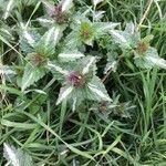 Lamium maculatum List