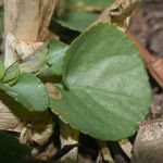 Viola anagae Leaf
