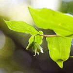 Prosartes hookeri Leaf