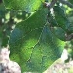 Quercus agrifolia Fulla