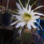 Echinopsis candicans Flower