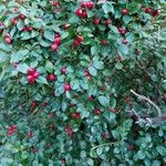 Cotoneaster divaricatus Ліст