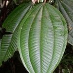 Miconia bubalina Leaf