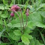 Geum rivale Blad