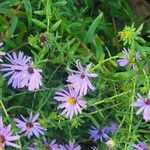 Symphyotrichum oblongifolium फूल