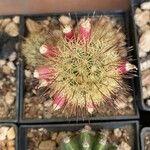 Mammillaria grahamii 葉