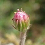 Homogyne alpina 花