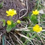 Ranunculus hybridus 花