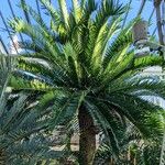 Encephalartos longifolius Hábito