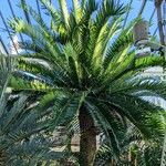 Encephalartos longifolius Хабит