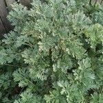 Artemisia absinthiumHabit