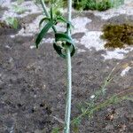 Sonchus tenerrimus Fuelha