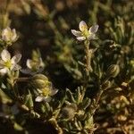 Spergula media Fiore