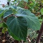 Datura innoxia Folha