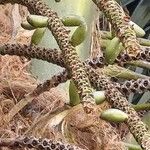 Howea belmoreana Tunda