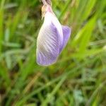 Centrosema virginianum Flower