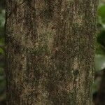 Manilkara bidentata Corteza