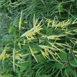 Bromus inermis Flower