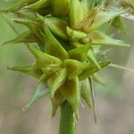 Carex vulpina Cvet