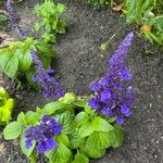 Salvia farinacea Blad