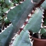 Euphorbia cooperi Hoja