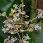 Xanthophyllum flavescens Λουλούδι