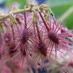 Heliocarpus americanus Fruit