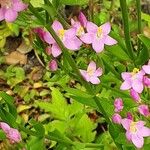 Centaurium erythraea বাকল