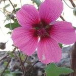 Malva unguiculata Kwiat