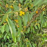 Grewia trichocarpa Hoja