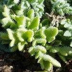 Sedum hirsutum Likasa