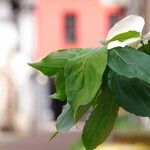 Cornus kousa Folha